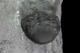 Enrolled Eldredgeops (Phacops) Trilobite - New York #95939-2